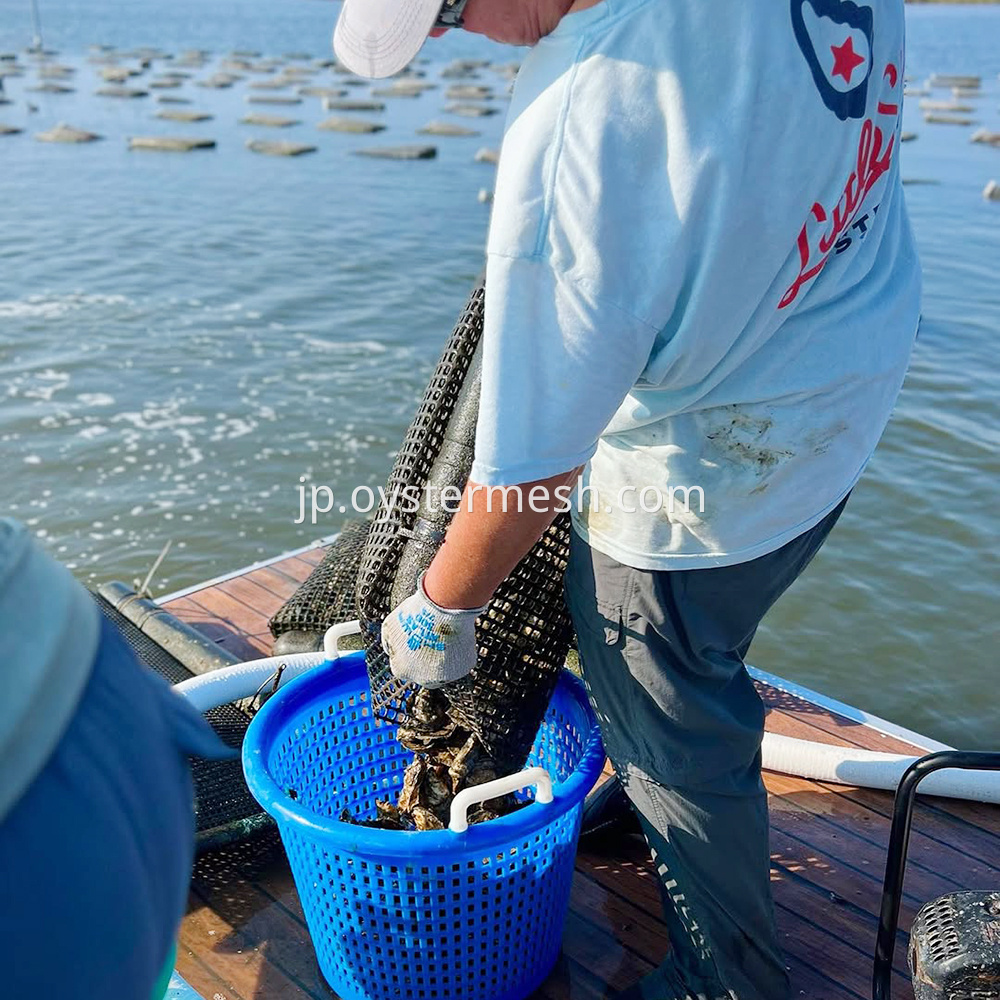 Oyster Transfer Basket (2)